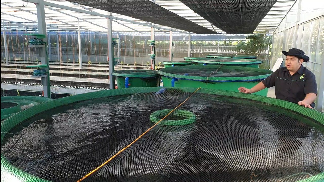 Commercial Aquaponics by MADE part 2.