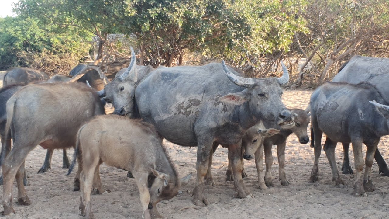 Many buffaloes are grazing in the forest.