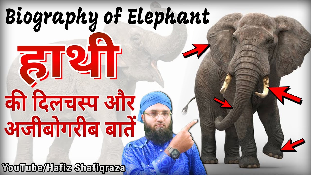 अल्लाह की मखलूक हाथी की अजीबोगरीब व हैरतअंगेज़ जानकारी || Elephant in islam || Elephant Biography