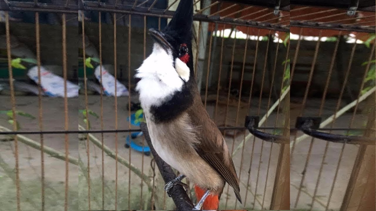 Thailand bird - เสียงนกกรงหัวจุก สำหรับต่อ หรือ เปิดให้นกคึก เสียงเพราะๆ -  #เจ้าคิง #นกกรงหัวจุก