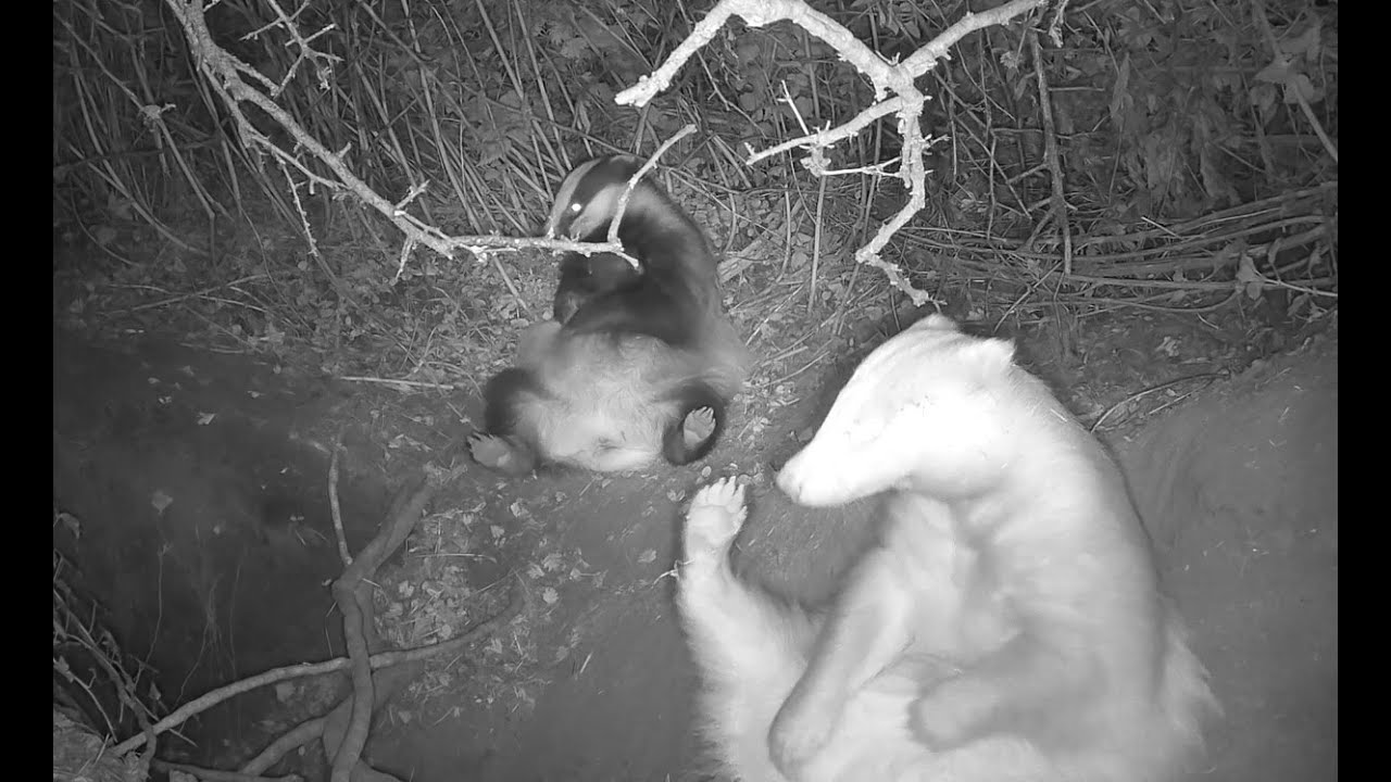 A very busy badger night (27th - 28th Sep 2025)