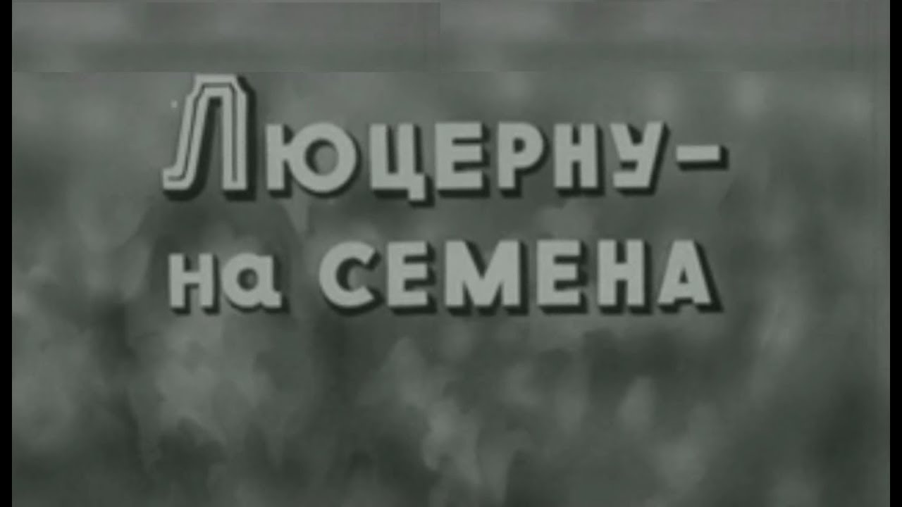 Люцерна на семена - технология возделывания #люцерна