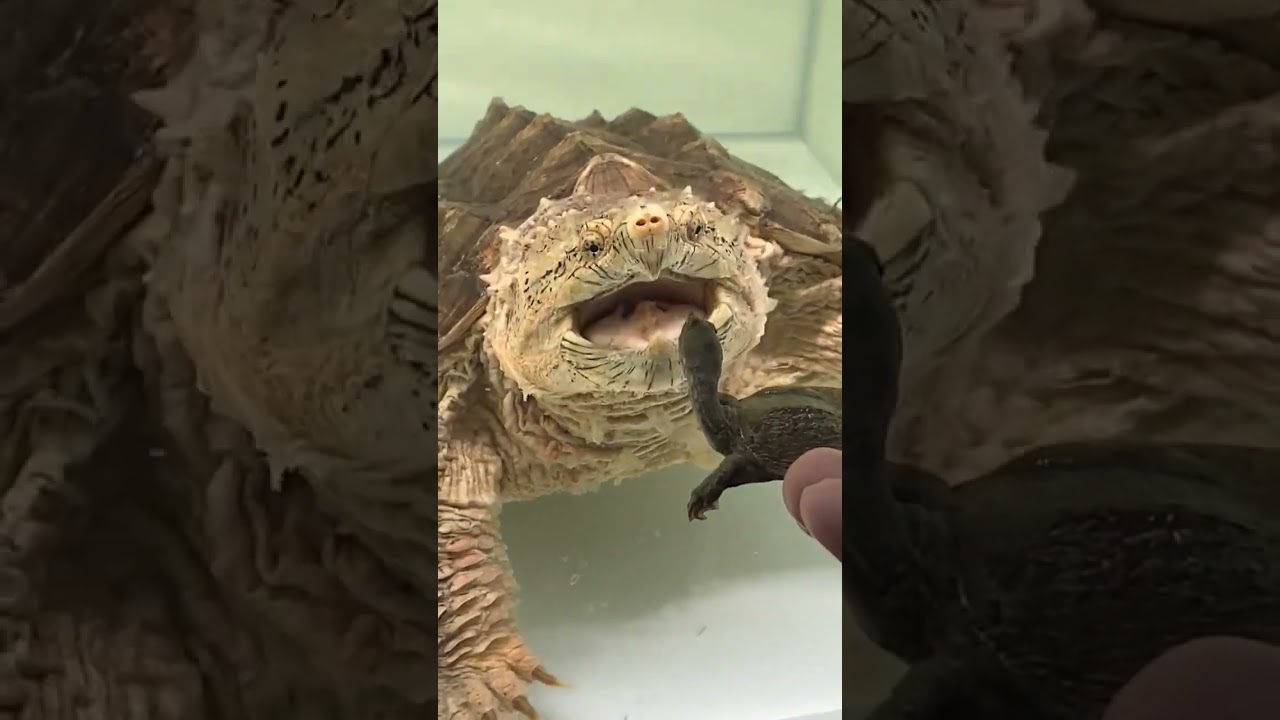 A 4cm little softshell turtle vs. a 45cm giant alligator snapping turtle.