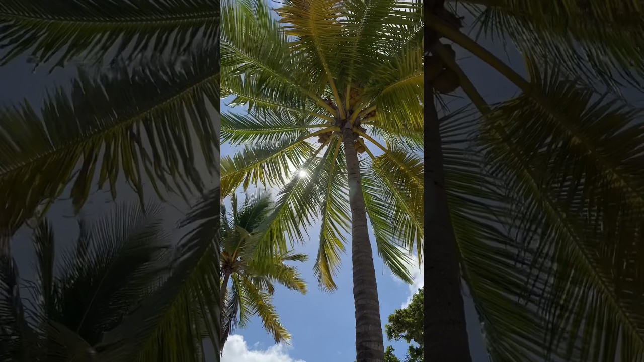 Top things to do in Miami: spend a day at Crandon Park and Beach #keybiscayne #crandonpark