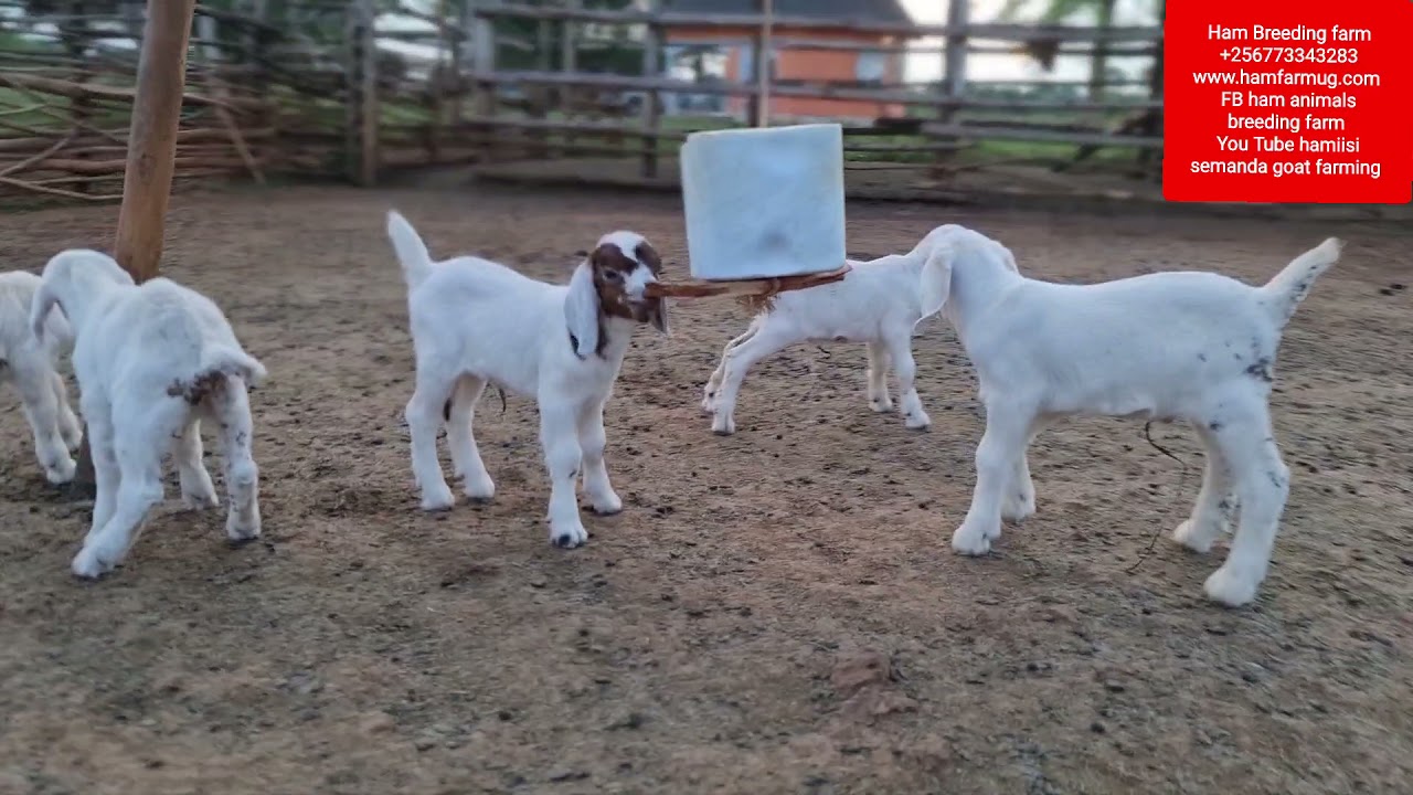Natural synchronisation in goats (+256773343283 by Hamiisi semanda )