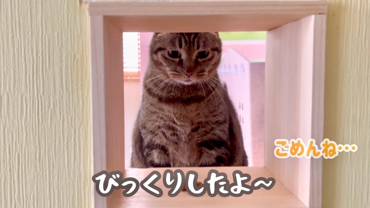 【リビングデビューその後】DIYしたキャットウォーク、作り直しました。
