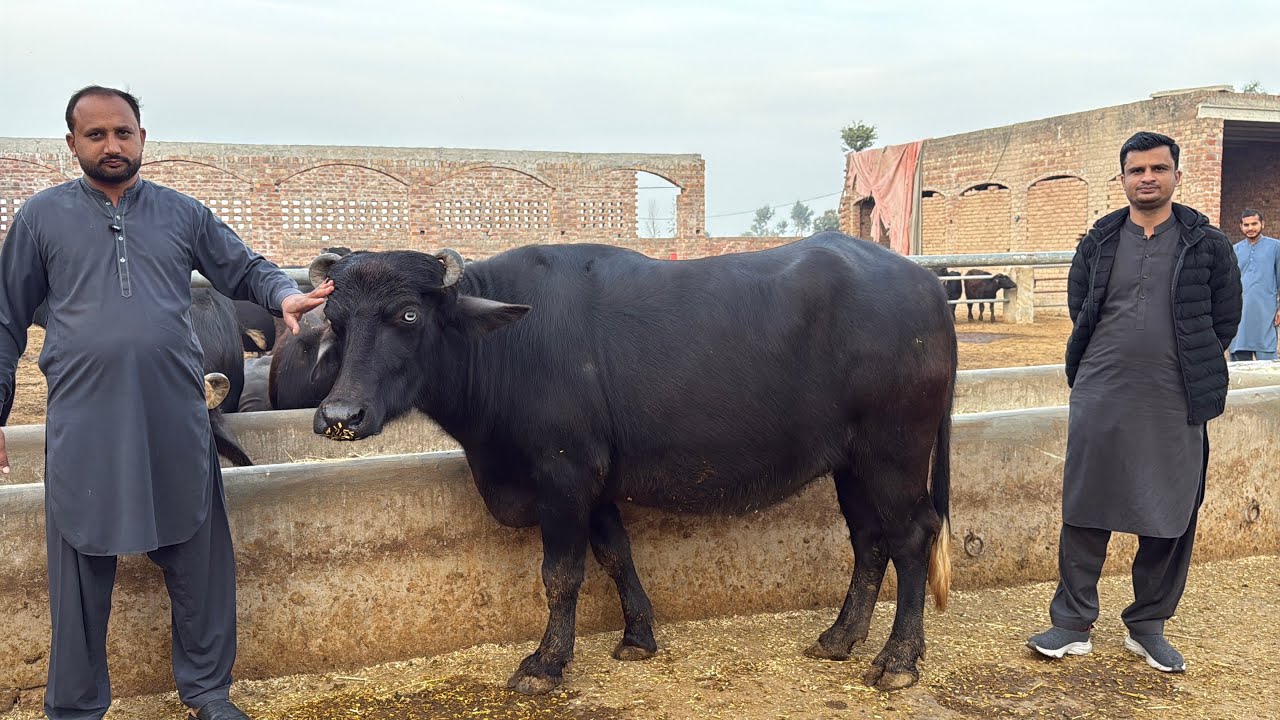 Congratulations Ch Abbas Gujjar || Pure Nili Buffalo Shoni || Pak Buffalo Tv 