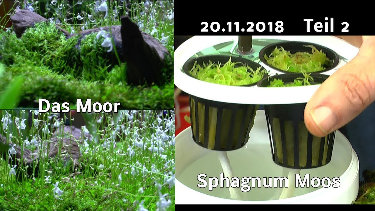 Sphagnum Moos die Anzucht im Haus Teil 2 neues Experiment Moose und das Moor