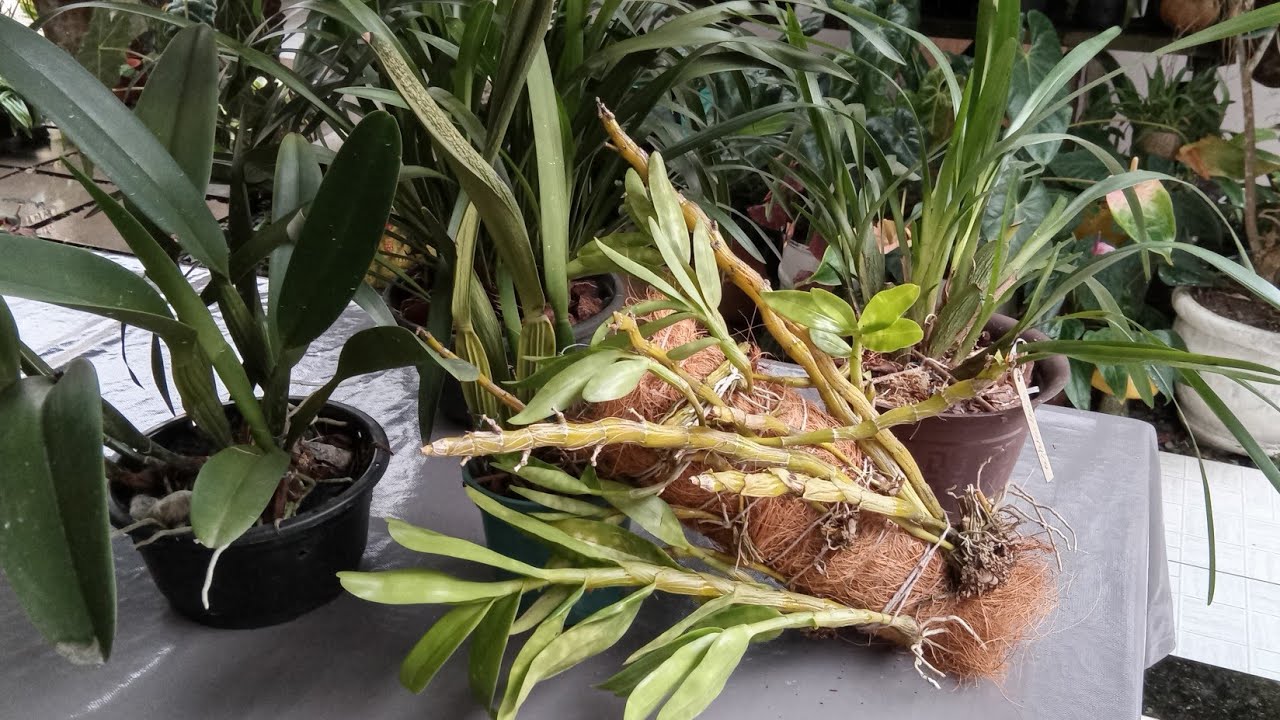 As ORQUÍDEAS EM TRATAMENTO NO PINHO SOL VEJA #fungosnasorquídeas