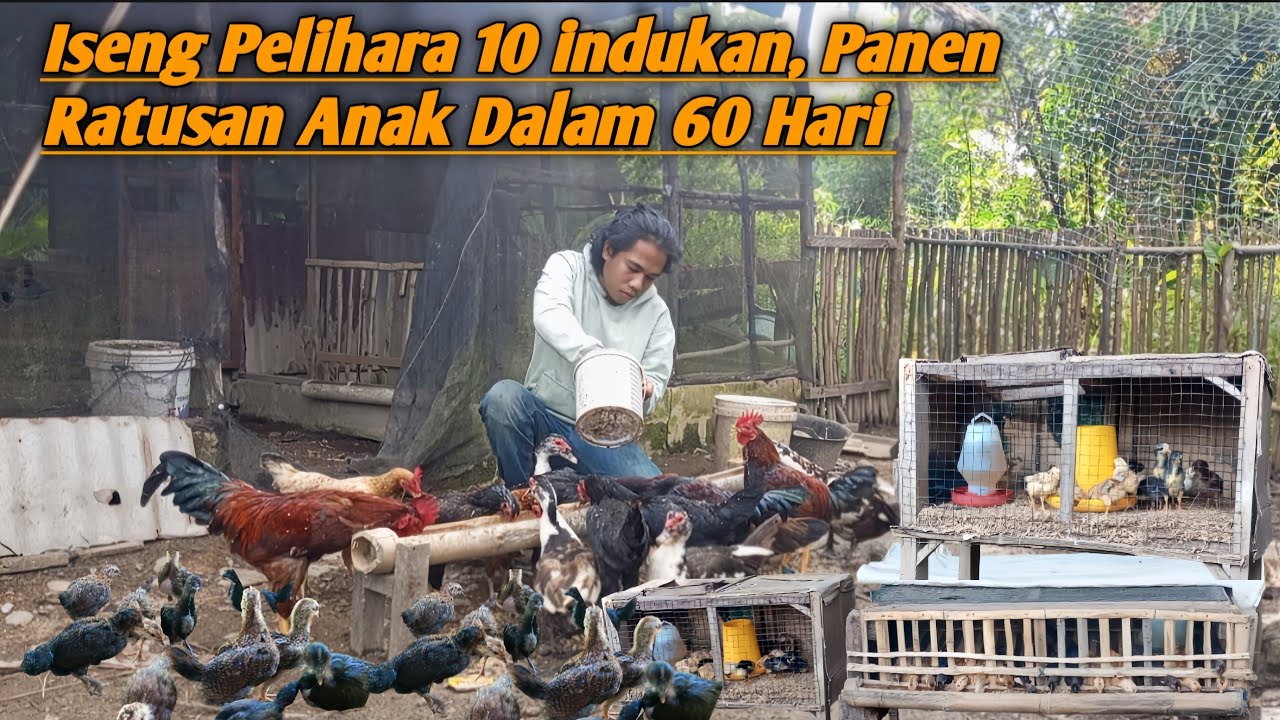 Mulai Usaha Ternak Dari 10 Indukan, Sekarang Udah 100-an Anakan 
