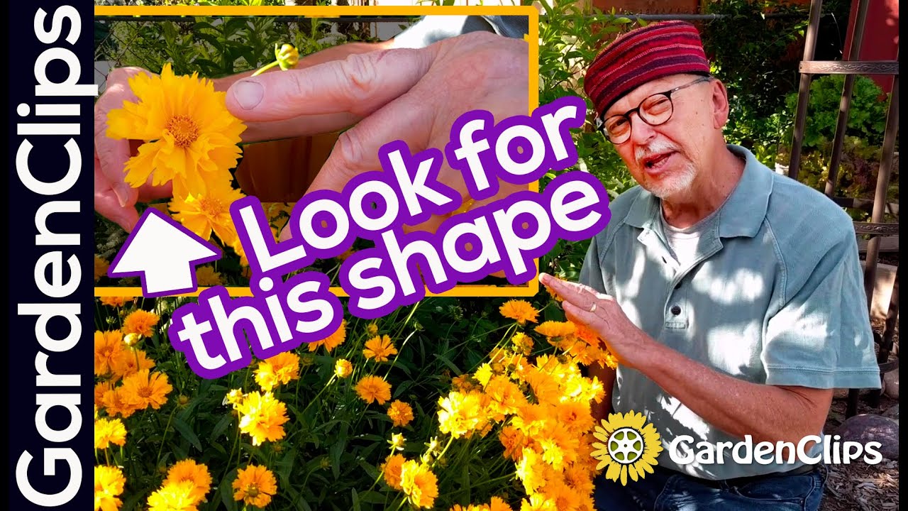 Coreopsis - Tickseed - Calliopsis - Choose the right shaped flower or pollinators are out of luck!