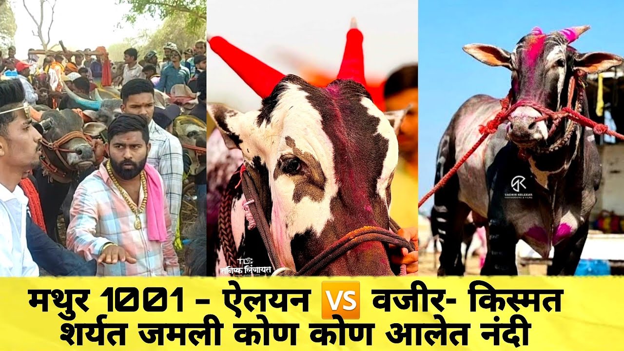 मथुर 1001 - ऐलयन 🆚️ वजीर- किस्मत शर्यत जमली कोण कोण आलेत नंदी #mathur #bailgadasharyat 