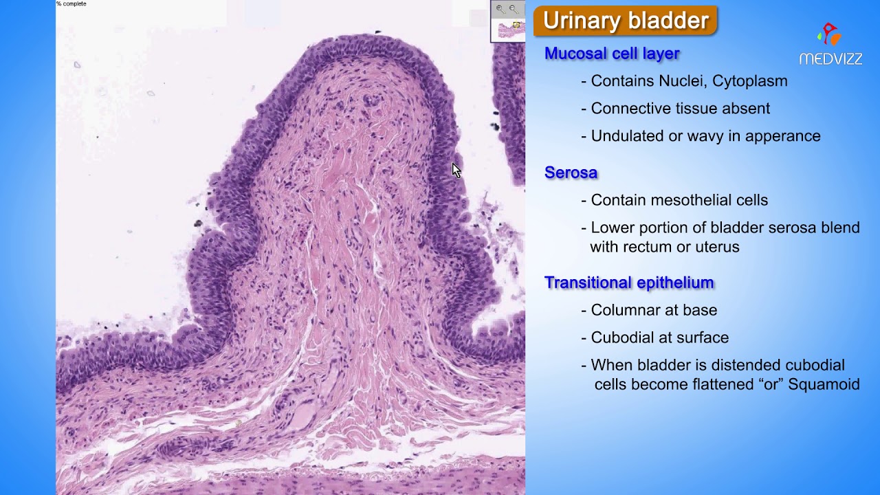 Histology of Urinary bladder - Shotgun Histology