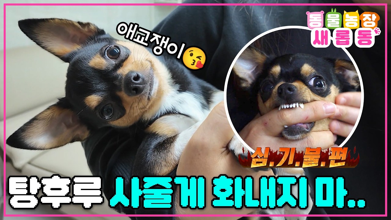 [#새롭동물농장] 우리 사이좋았잖아... 😭 나에게만 유독 차가운 두 얼굴의 탕후루 / EP.1263 #TV동물농장 #AnimalFarm #SBSstory