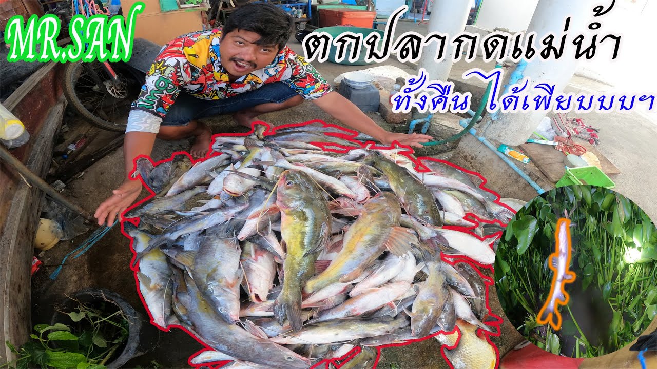 ตกปลากดแม่น้ำเจ้าพระยา