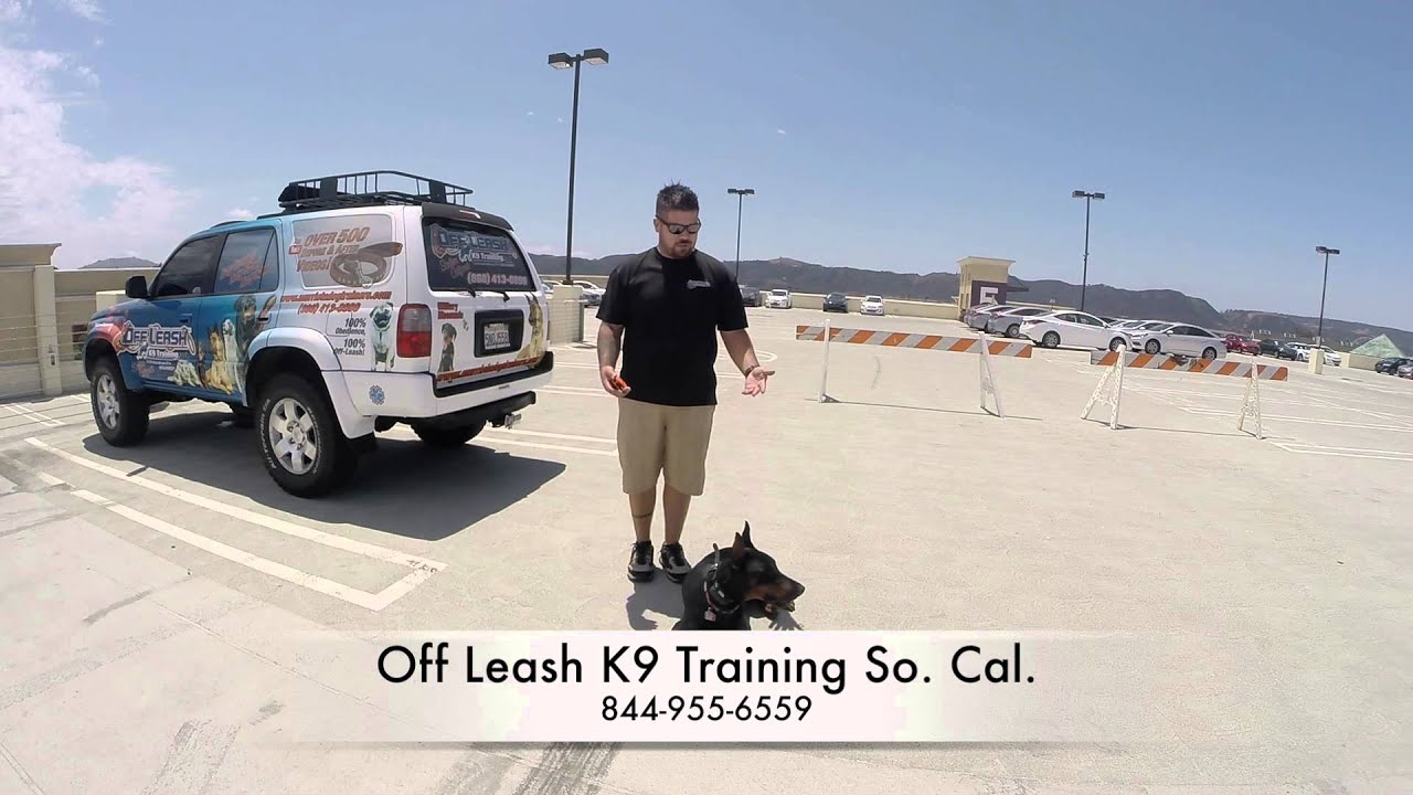 San Diego Dog training