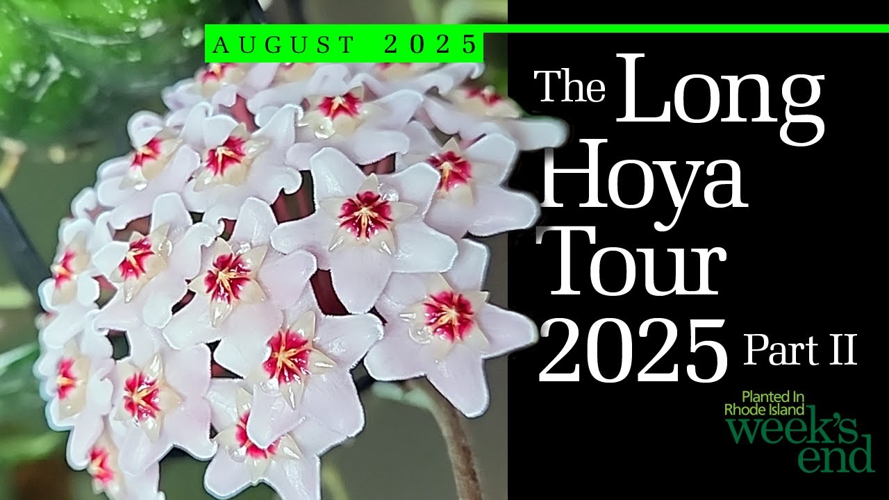 THE LONG HOYA TOUR 2025 PART II - A Look At Where Most of My Hoya, Dischidia, and Oreosparte Live