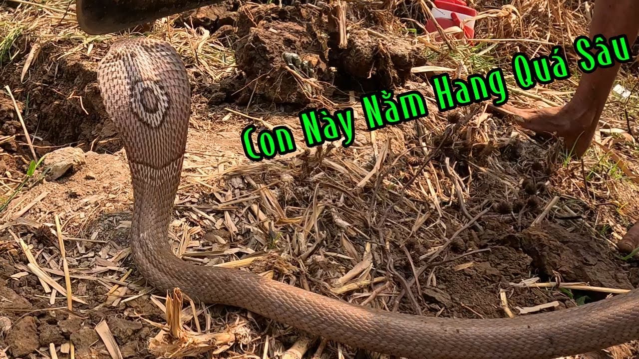 Hết Nói Cái Hang Nó Xa Kinh Khủng | Đam Mê Săn Bắt