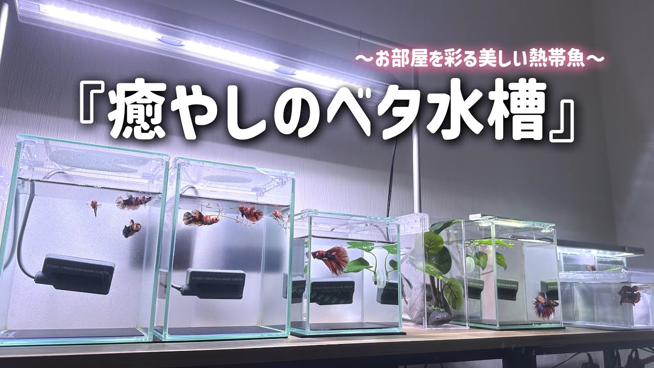 新生活に「癒やしのベタ水槽」はじめてみませんか？！