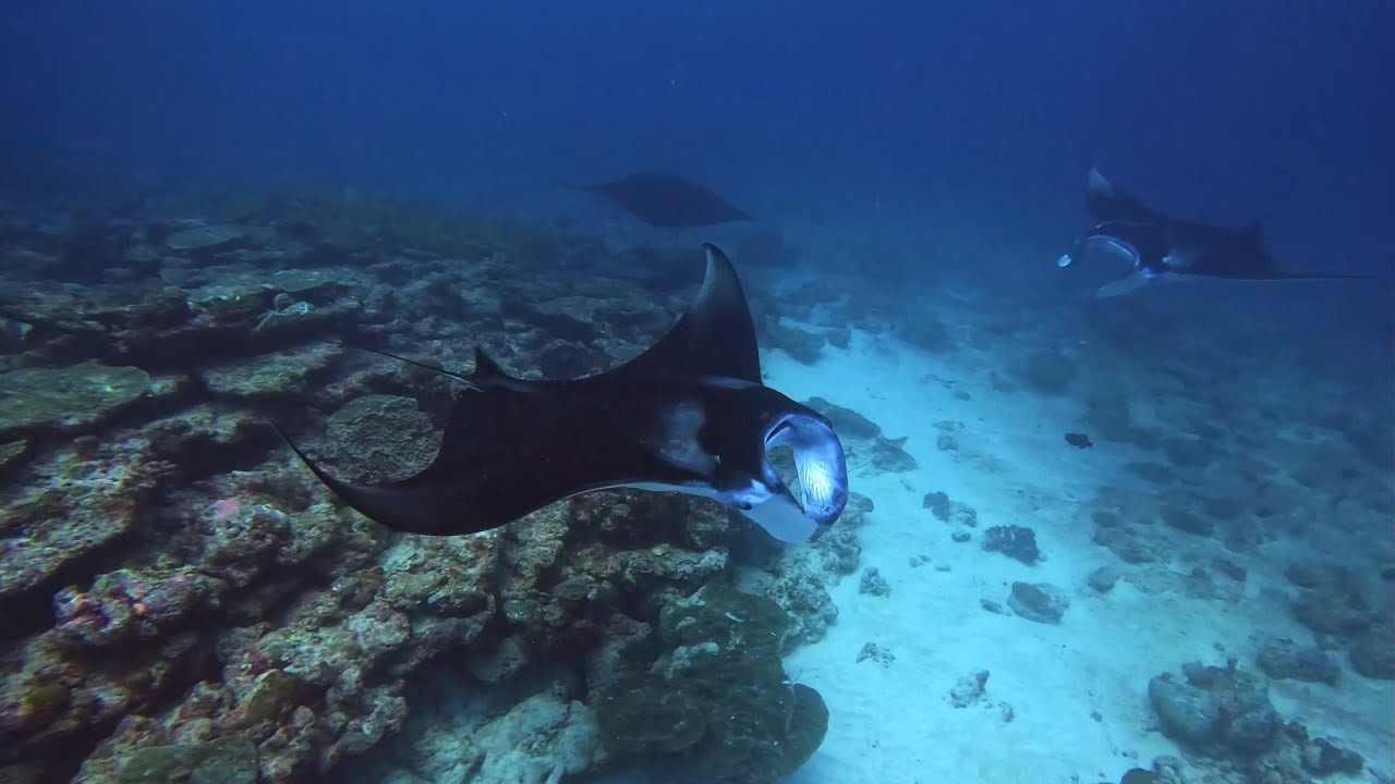 Bootstauchgänge mit Dive Bandos vom 31.03. bis 13.04.2024
