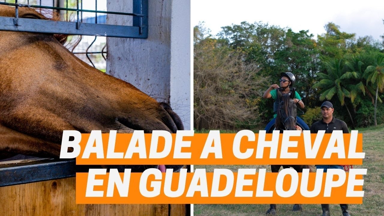 [ BALADE A CHEVAL EN GUADELOUPE ] Cette balade à ne pas louper !