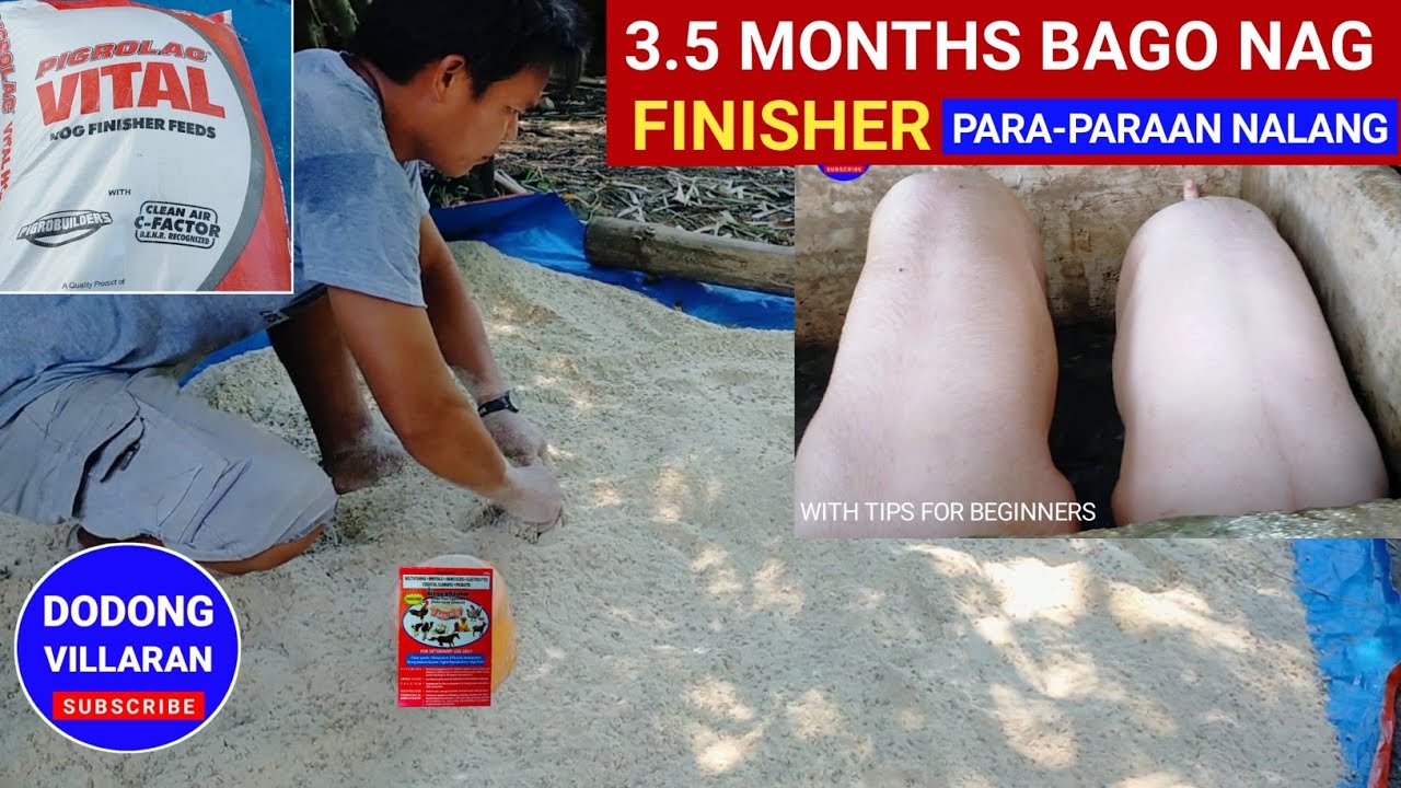 3.5 MONTHS PIGS KO BAGO NA-FINISHER l Para-Paraan nalang l Vlog 210