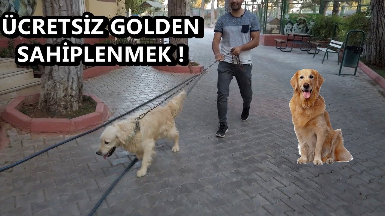 ÜCRETSİZ GOLDEN KÖPEK SAHİPLENMEK ! GAZİANTEP KÖPEK BARINAĞI!