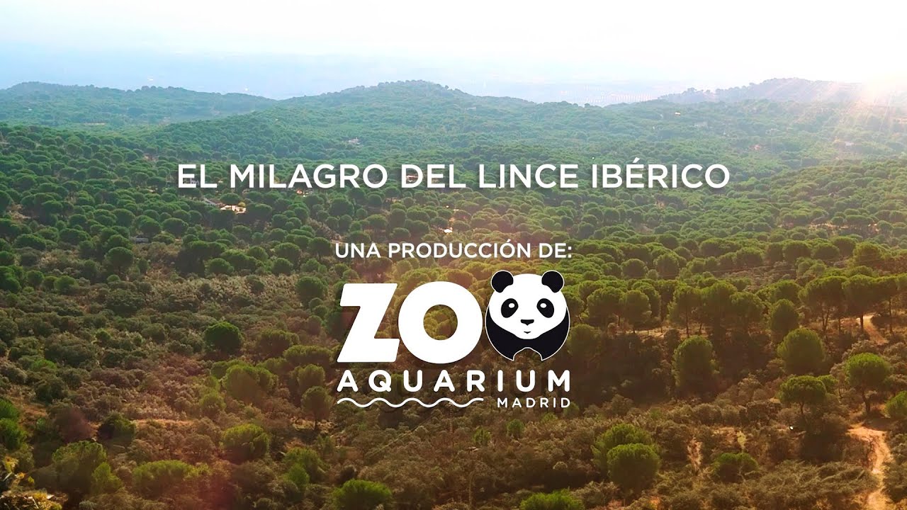 El milagro del lince ibérico