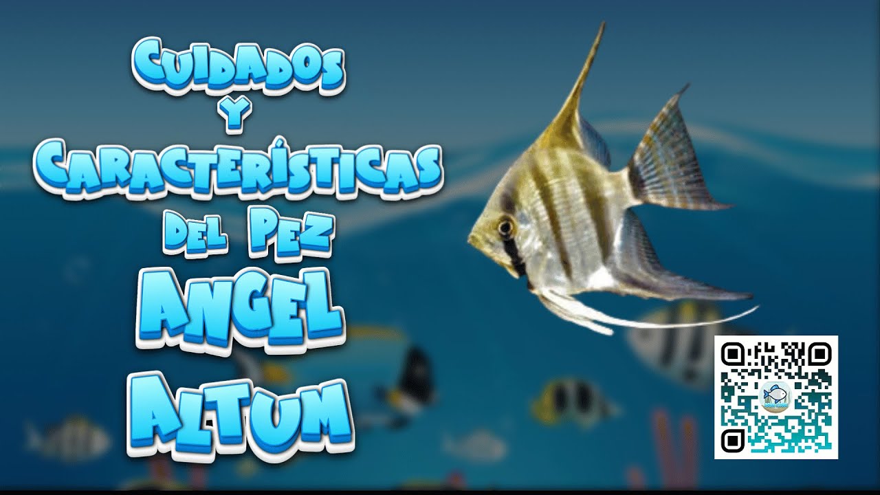 🐟 CUIDADOS y CARACTER&Iacute;STICAS del PEZ ESCALAR ALTUM 🐠🌿 #peces #aguadulce#escalar