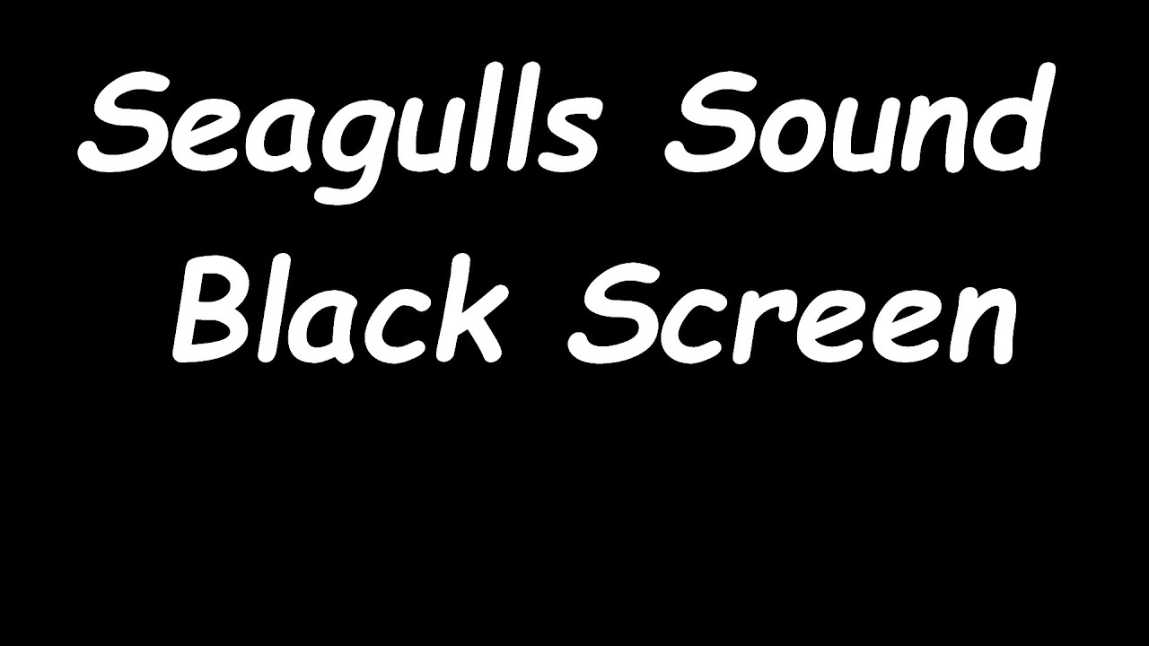 Seagulls Sound Black Dark Screen 🕊️ birds chirping singing 12 hours baskground noise