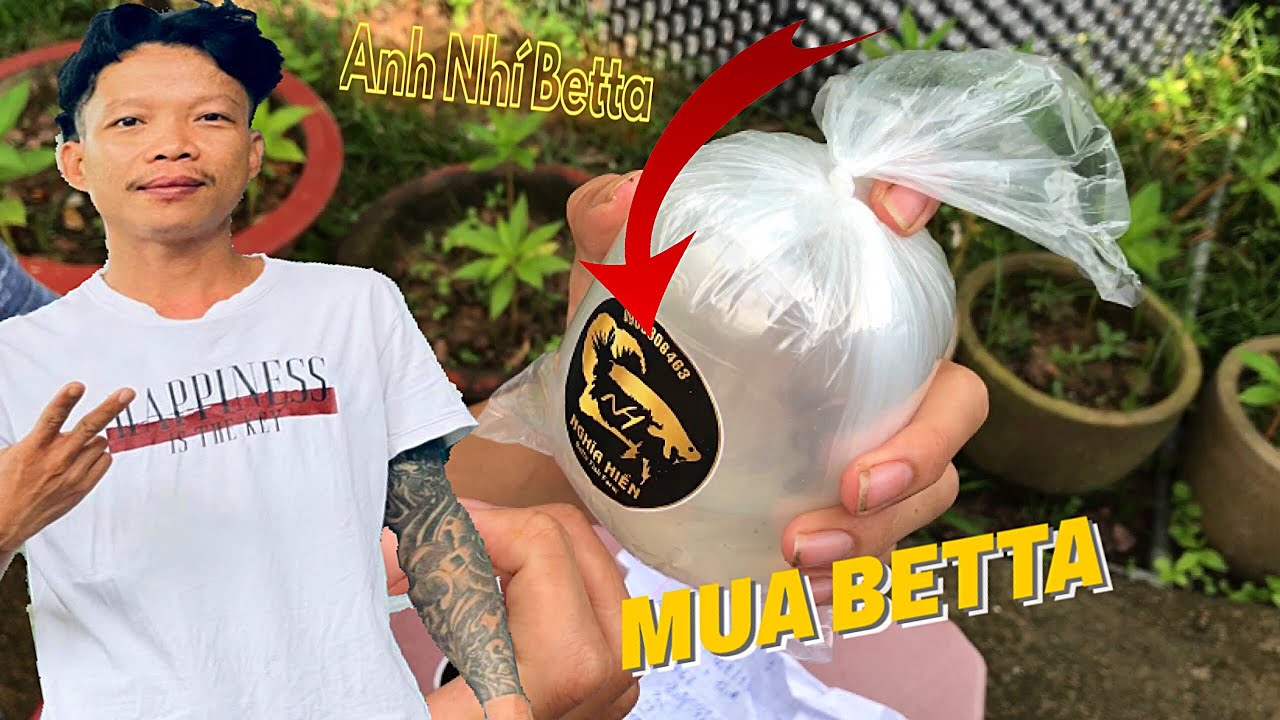 Cá Của Anh Nhí Betta Có Đẹp Không