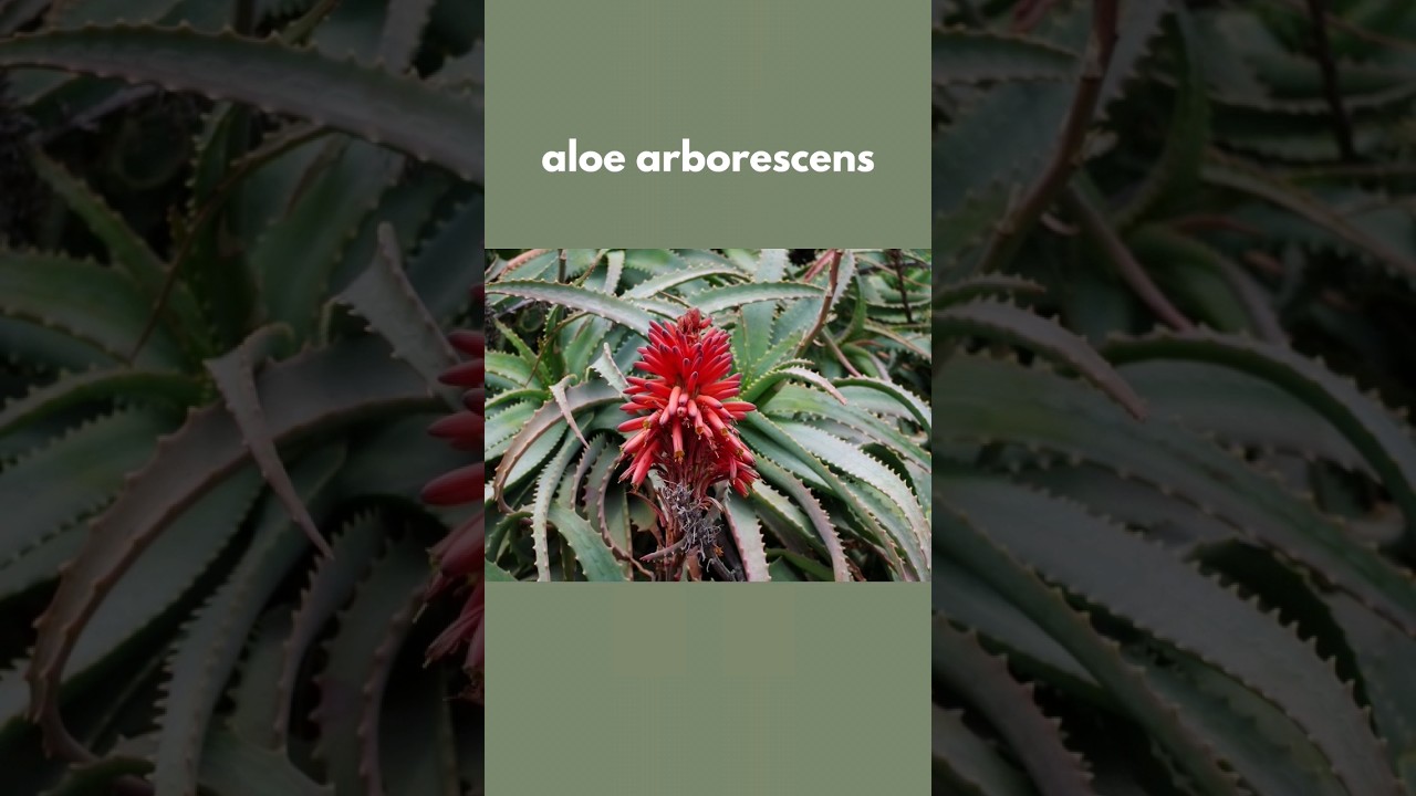 5 types of aloe plants | Aloe species list
