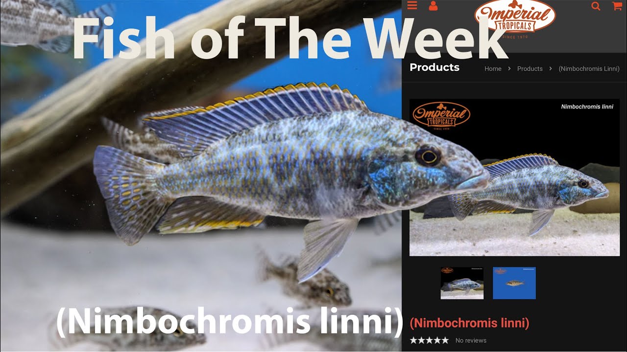 (Nimbochromis linni) #imperialtropicals ❤️🐟