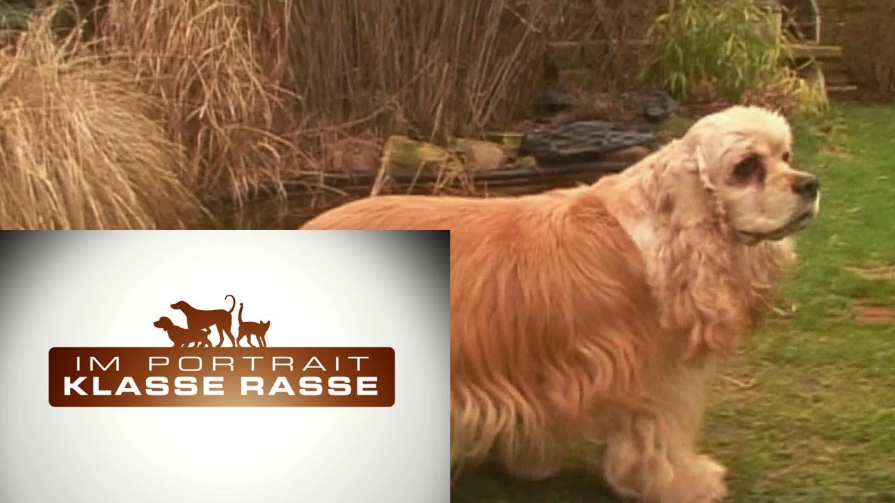 American Cocker Spaniel