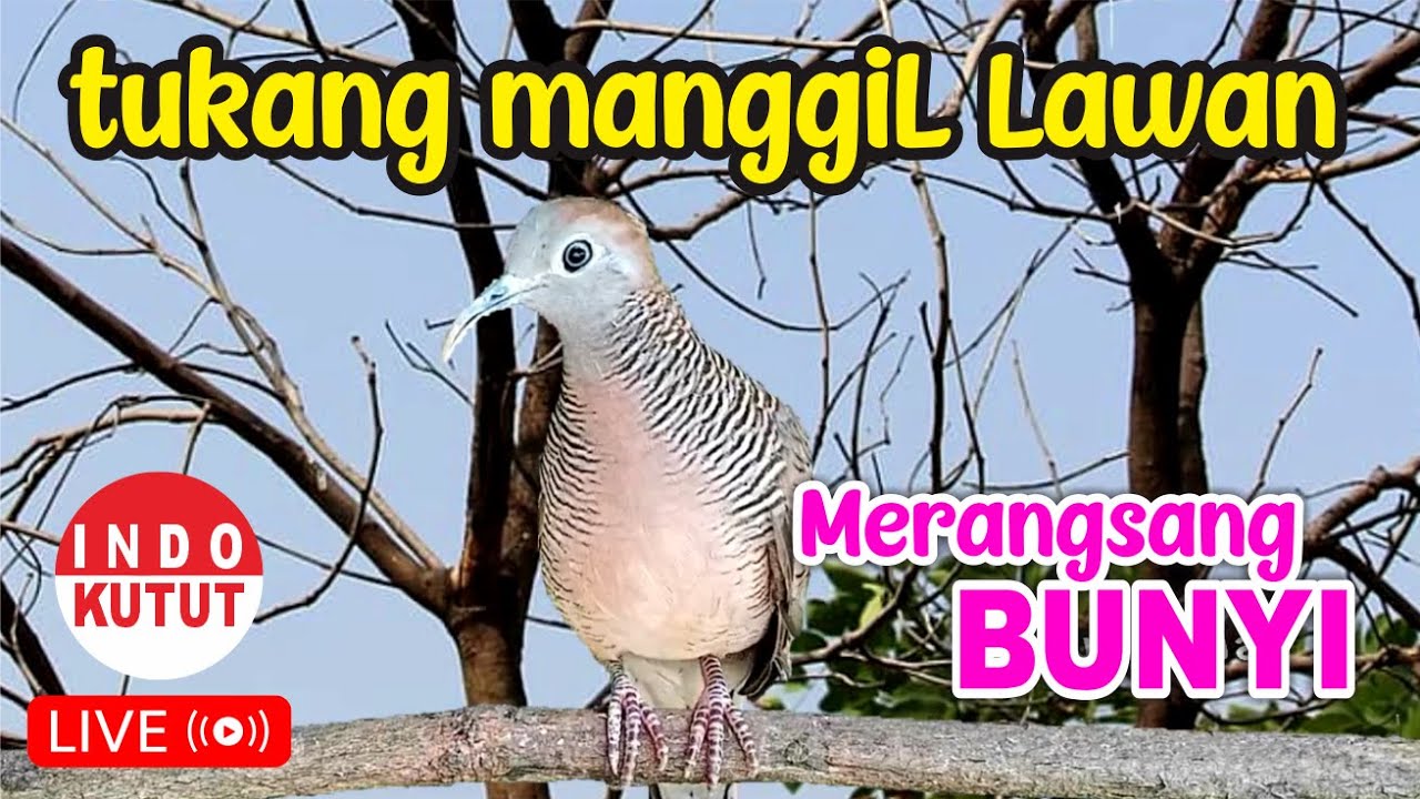 Perkutut Lokal Gacor di alam liar PEMBANGKIT malas BUNYI jadi gacor