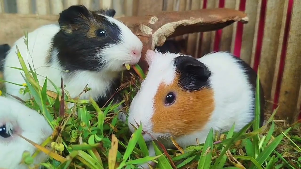 My guinea pig is very happy to be given grass | Daily Broku Guinea Pig 