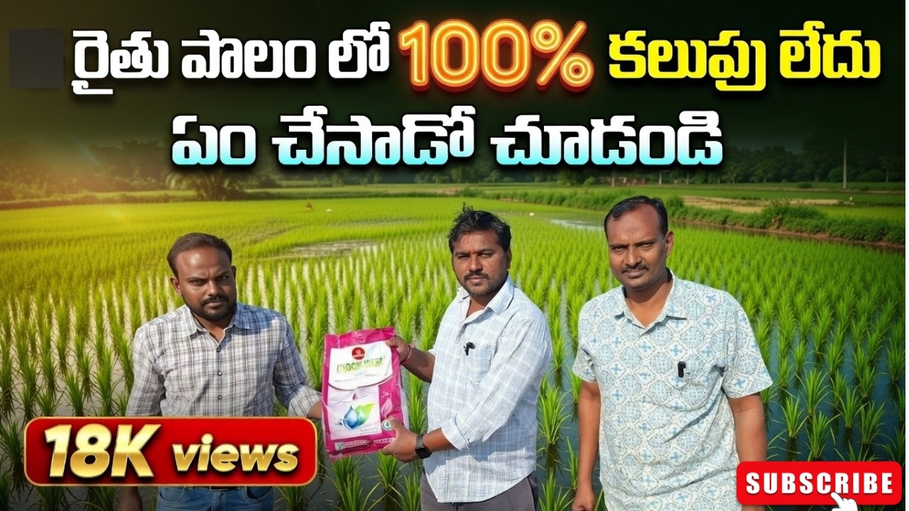 ఈ రైతు వరి పొలం లో ఎంత వెతికినా కలుపు మొక్కలు కనపడలేదు ఏం చేశాడో మీరే చూడండి #paddy #herbicide
