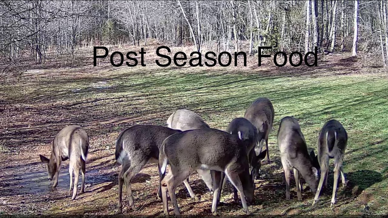 South Carolina Whitetail Post Season Food