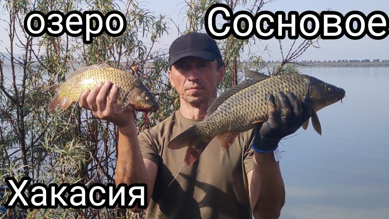Рыбалка на карпа, озеро Сосновое, Хакасия.