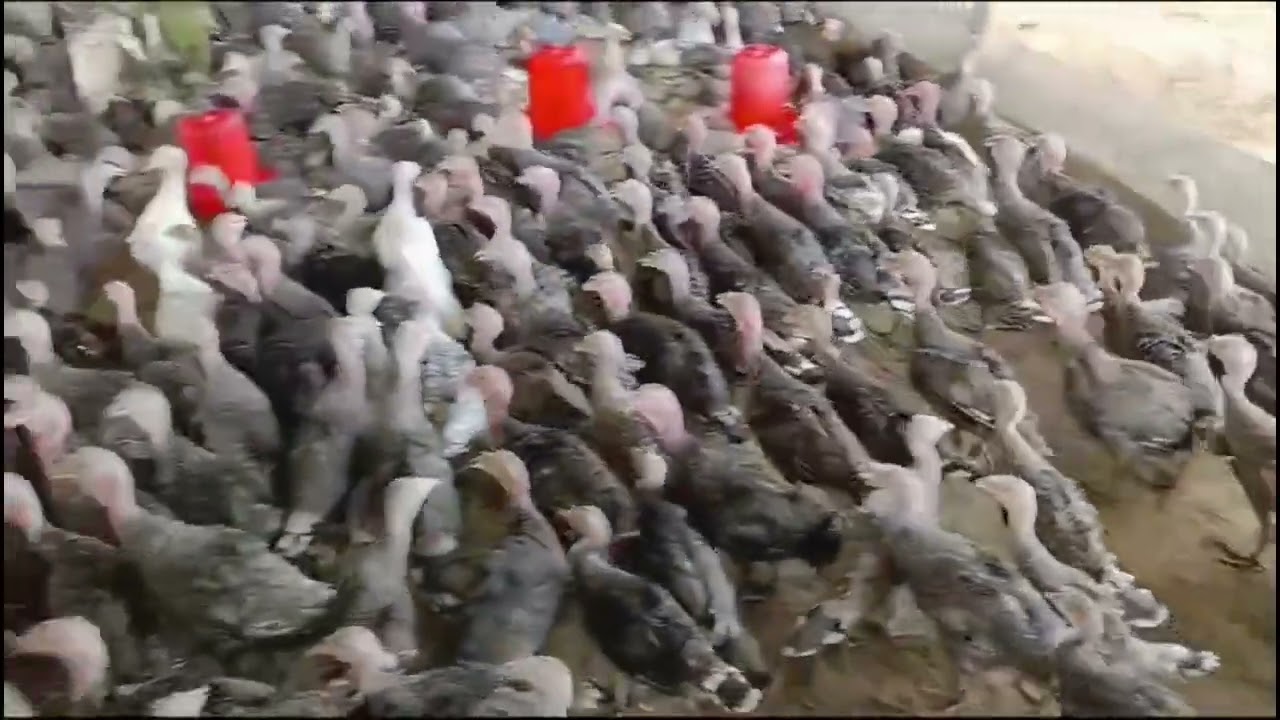 2 महीने का टर्की का बच्चा उपलब्ध। टर्की चिक्स लेने के लिए संपर्क करे 8103145060 मध्यप्रदेश छिंदवाड़ा
