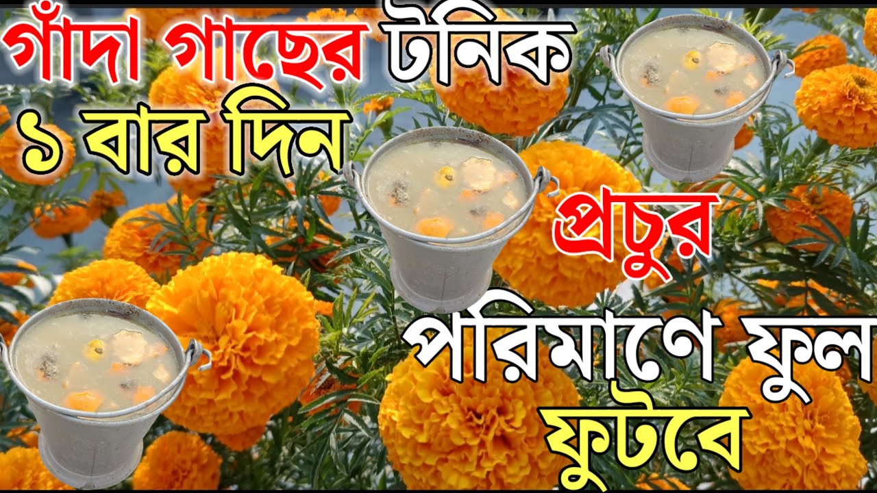 গাঁদা গাছের ম্যাজিক খাবার/১ বারদিন প্রচুর পরিমাণে ফুল ফুটবে ফুলের সাইজ দ্বিগুণ হবে।