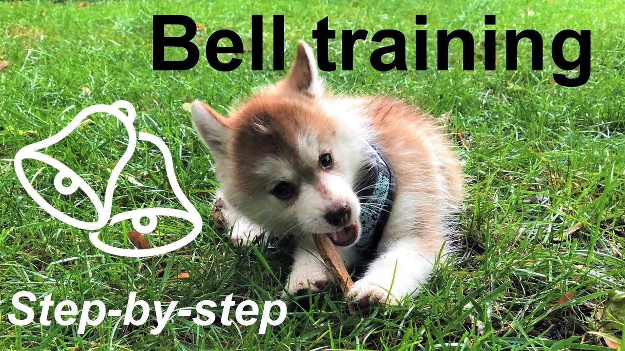 How we trained our puppy to ring a bell to go outside  (Pomsky dog training)