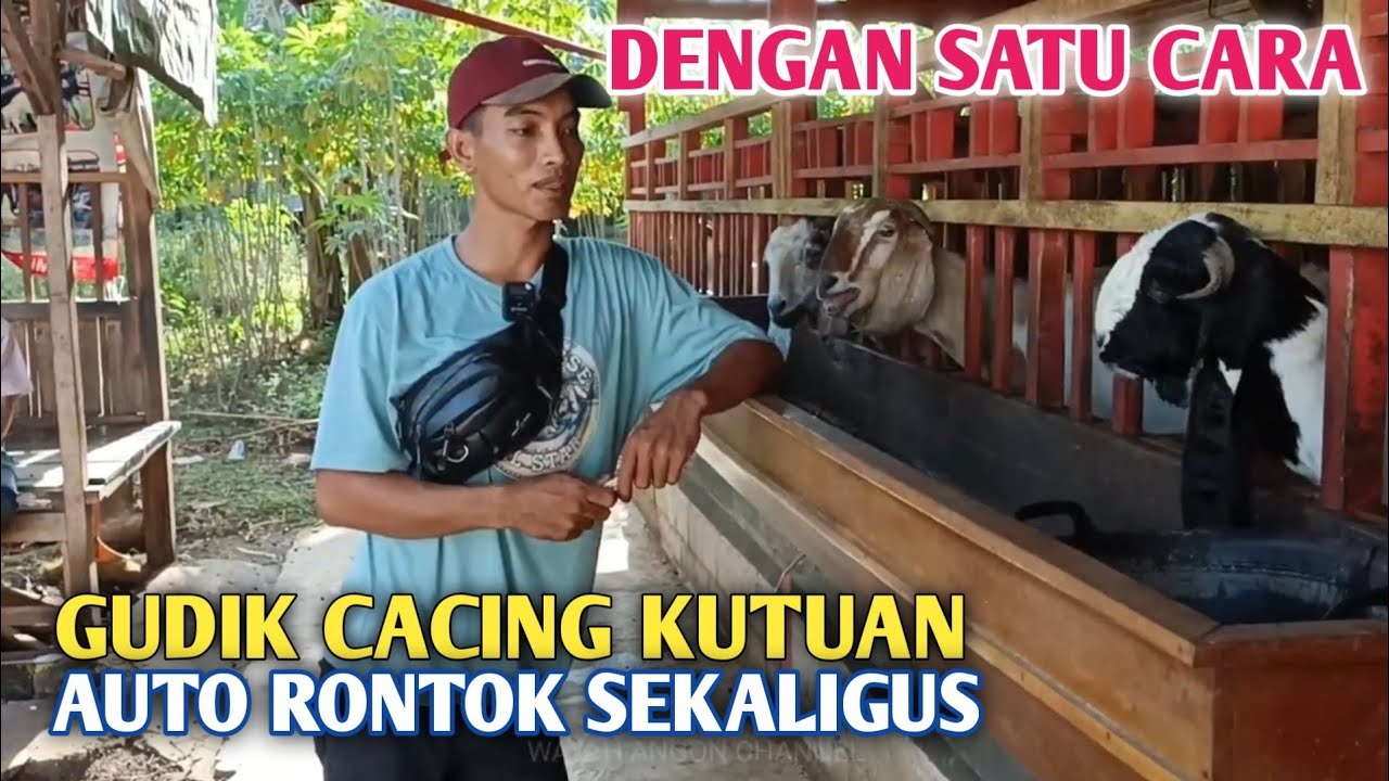 Cara Ampuh Mengatasi Kambing Kutuan Cacingan Dan Gudik, Prakteknya Sangat Mudah