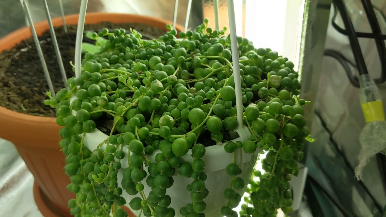 Easy Way How To Propagate String Of Pearls Succulent Plant