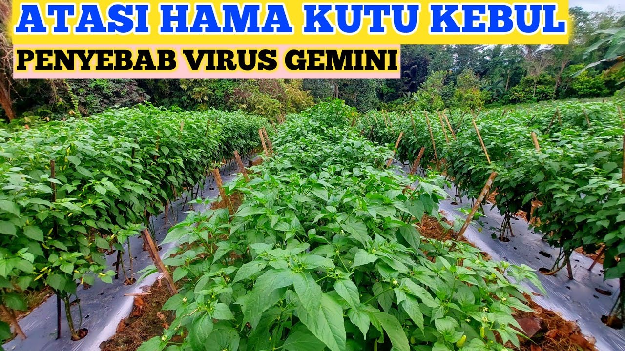 SANGAT AMPUH ‼️ RACUN UNTUK MEMBASMI KUTU KEBUL PADA TANAMAM CABE