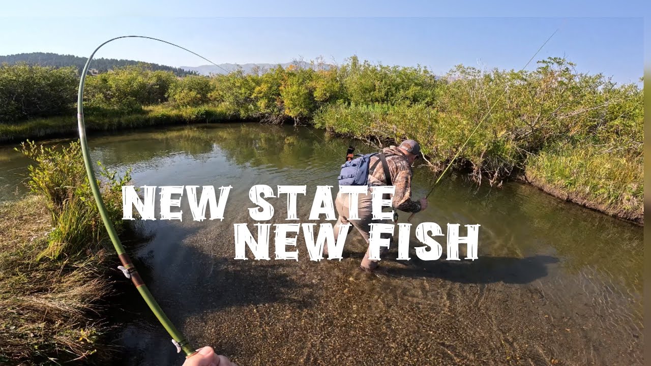 Tenkara MONTANA