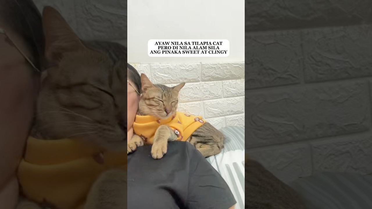 Он такой милый 😻 #кот #короткоевидео #втрендах