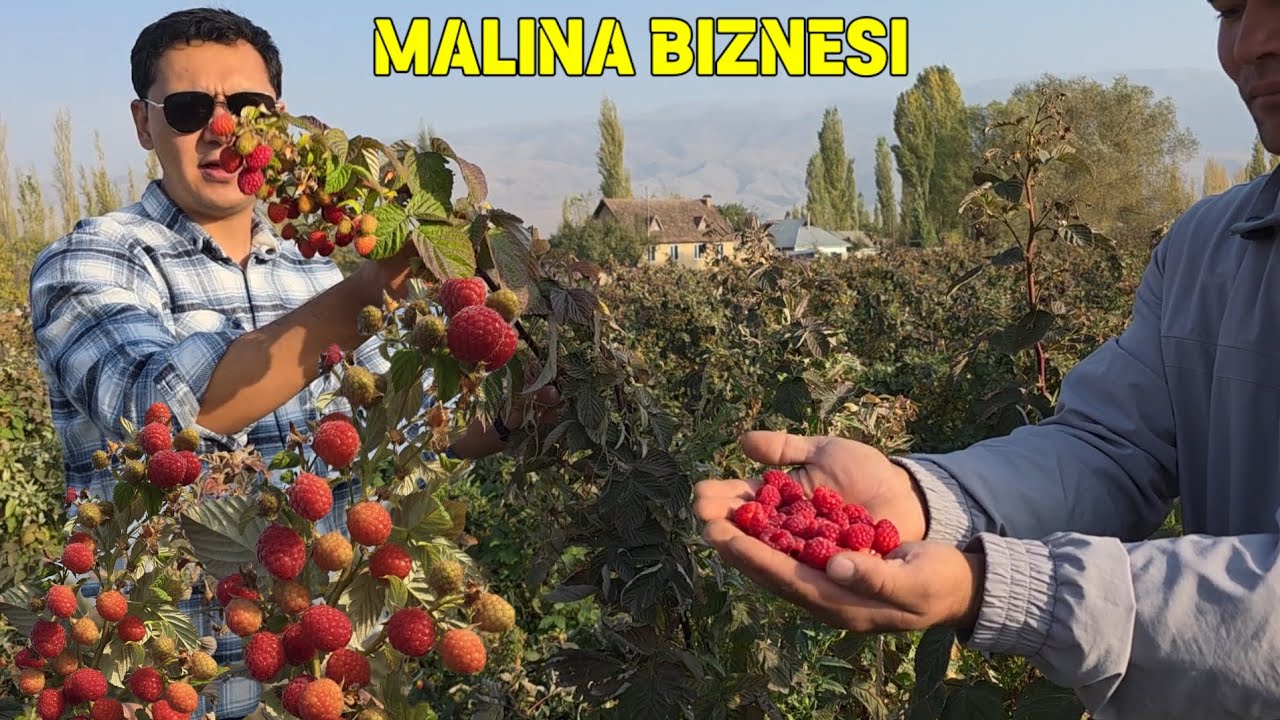 50 000$ GEKTARIDAN AMMERIKA MORAVILA MALINA KOCHATLARI SOTILADI