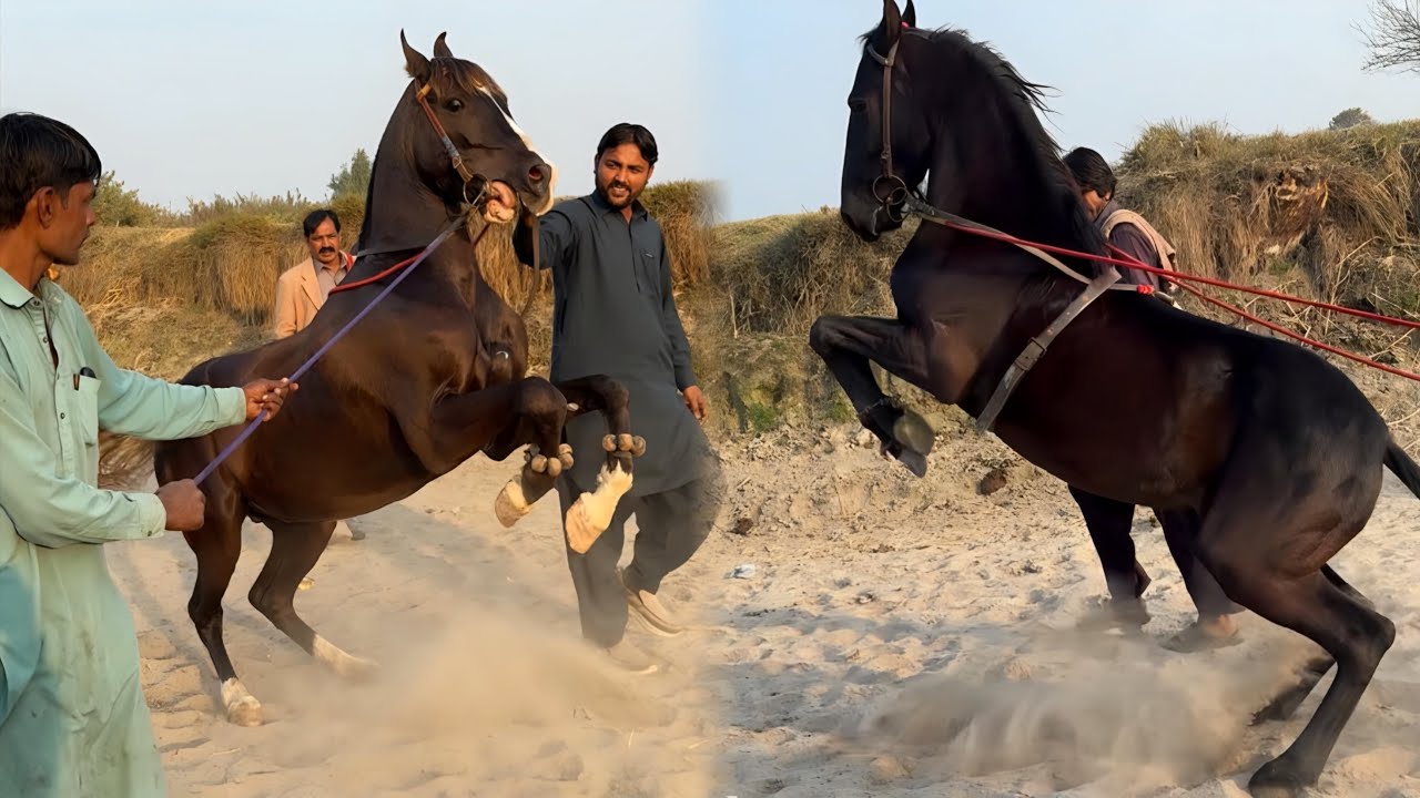 🐎 Mastana aur Sultan ki Shandaar Training!