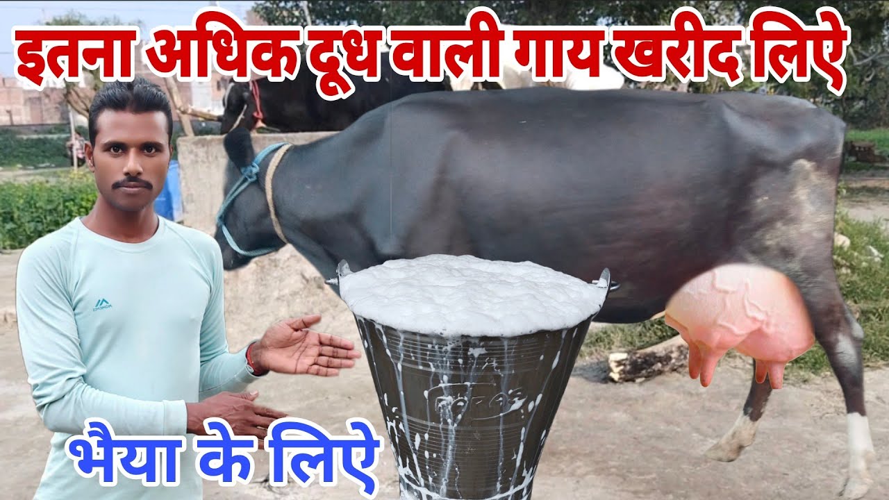 इतना अधिक दूध वाली गाय खरीद लिए भैया के लिए #GopiArchanavlogs #cowforsalevideo 
